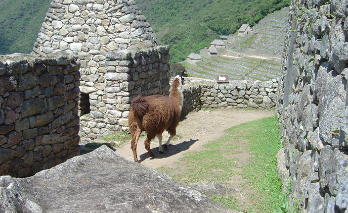 Machu Picchu 