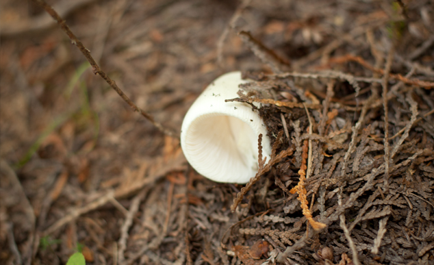 Assim que você chega ao parque, recebe um catálago de fungos para saber quais podem ir para a panela | foto: Christian Brandão 