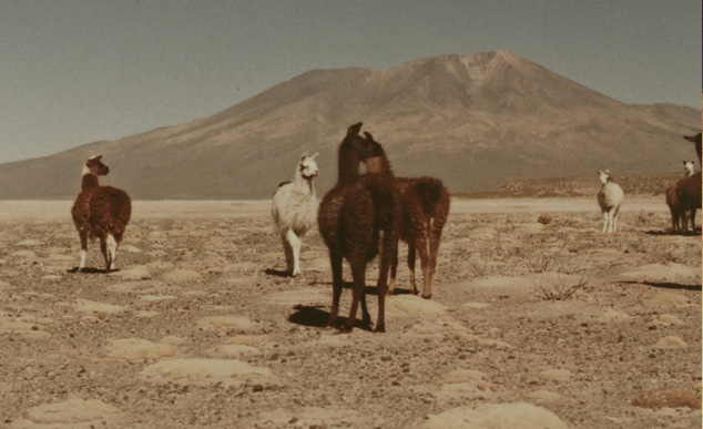 Lhamas e Alpacas podem ser vistas durante todo o trajeto 