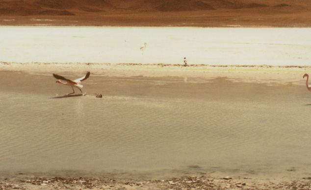 As lagoas coloridas, que vão do vermelho ao verde, estão sempre cheias de flamingos 