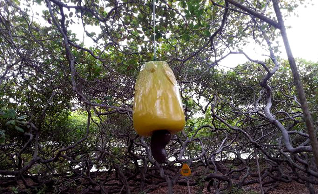 Com 8.400 metros quadrados de copa, o maior cajueiro do mundo fica nos arredores de Pirangi do Norte