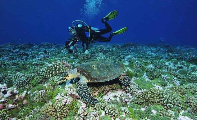 mergulho tahiti