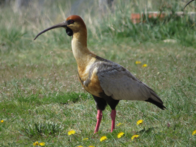 El Calafate - Patagônia Argentina